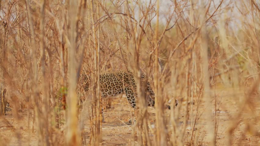 A wild leopard with a spotted coat walks cautiously through dry bushes before settling into a crouched position on the sandy ground of the african savanna during the golden hour of the afternoon