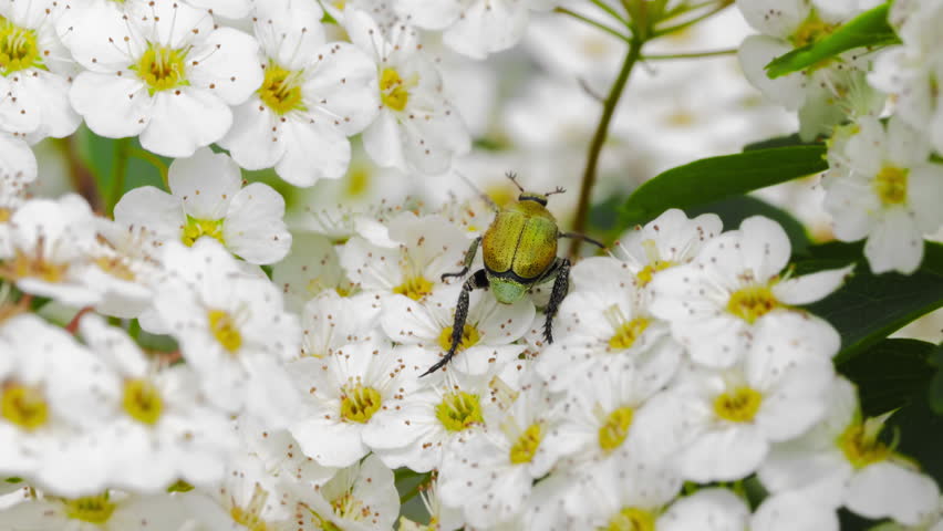 Japanese Scarabaeid Beetle (Hoplia communis) Walking on Reeves Spirea Flowers