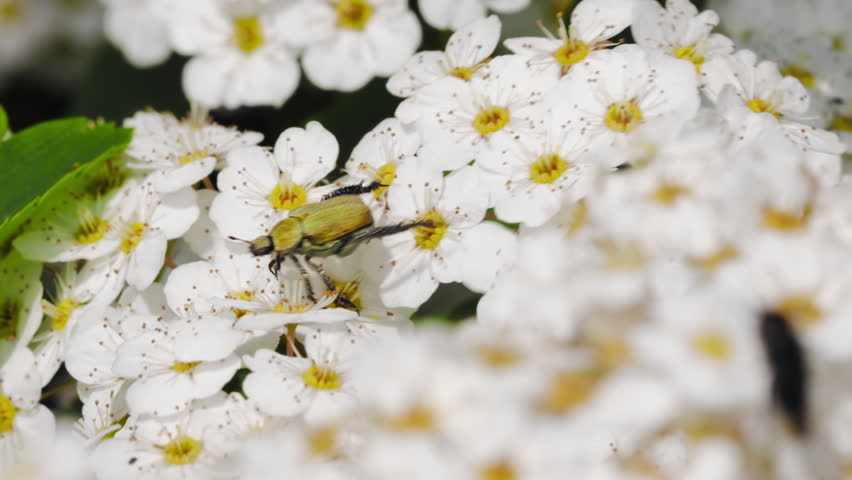 Japanese Scarabaeid Beetle (Hoplia communis) Walking on Reeves Spirea Flowers