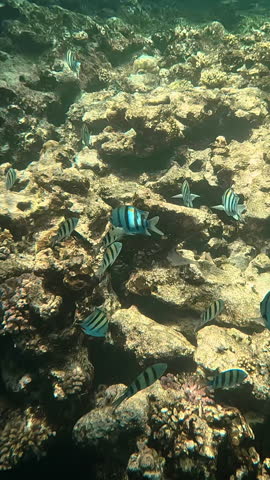 Vertical video. Tropical fish sergeant major swimming next to coral reef. Underwater life of Red sea.
