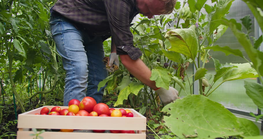 Professional farmer picking tomatoes inside greenhouse, fresh harvest into wooden box. Controlled environment farming