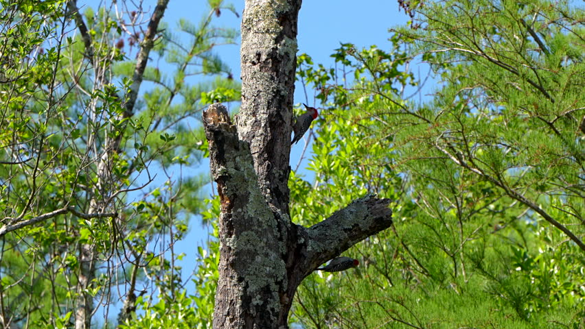 Two red-bellied woodpeckers in a tree