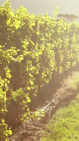 Smiling couple dancing between grapevine at vineyard
