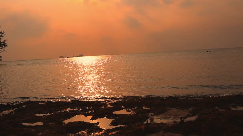 Sunset from Vio Vio Beach, Batam Island, the calm sea waves with the silhouette of mangrove trees and coconut leaves blown by the wind.