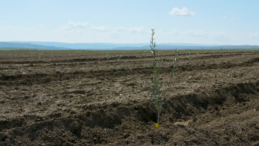 Young olive saplings planted in rows. Small olive trees in newly cultivated soil under a blue sky in a rural plantation in Kakheti region, Georgia.