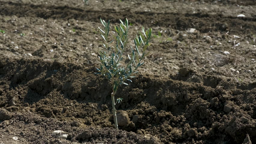 Young olive saplings planted in rows. Small olive trees in newly cultivated soil under a blue sky in a rural plantation in Kakheti region, Georgia.