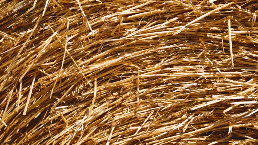 Many bales of wheat straw stacked together. Panoramic background with yellow straw texture. Concept of agriculture, harvest residues, rural farming, and natural rustic backdrop.