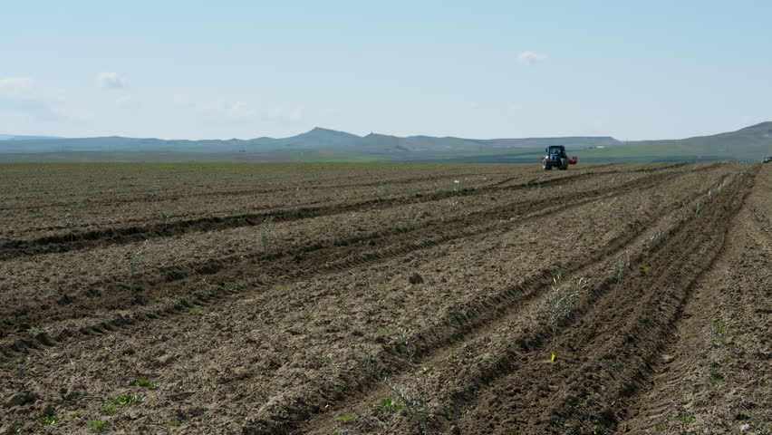 Young olive saplings planted in rows. Small olive trees in newly cultivated soil under a blue sky in a rural plantation in Kakheti region, Georgia.