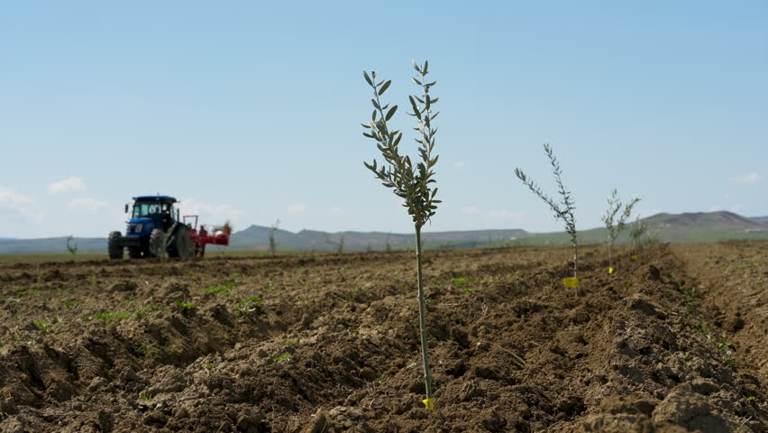 Young olive saplings planted in rows. Small olive trees in newly cultivated soil under a blue sky in a rural plantation in Kakheti region, Georgia.