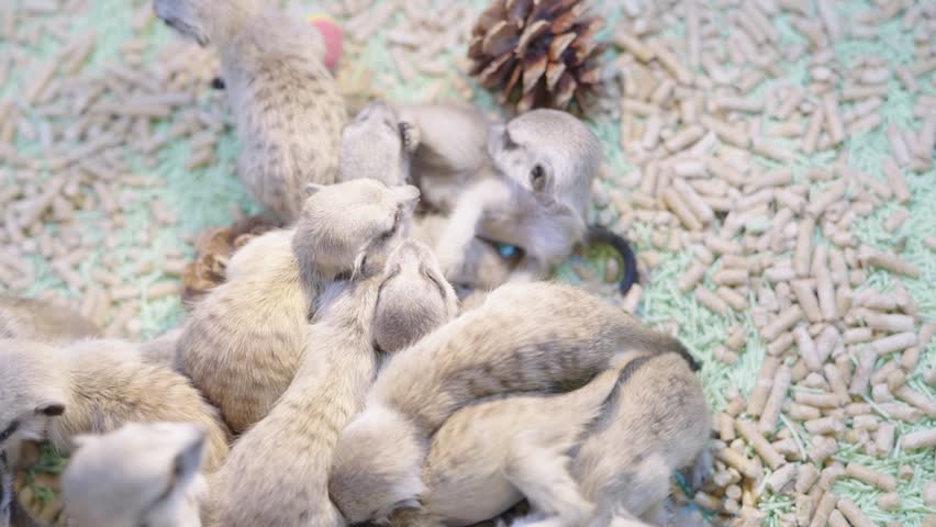 A large group of baby meerkats huddling together in an indoor enclosure with wood pellet bedding. Adorable suricate pups are clustered together, showing their soft fur and small features.