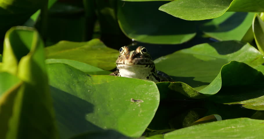 One Marsh frog (Pelophylax ridibundus) on a leaf of water lily, Southern France