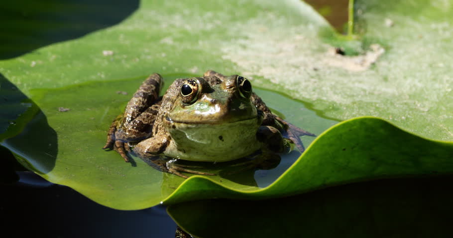 One Marsh frog (Pelophylax ridibundus) on a leaf of water lily, Southern France