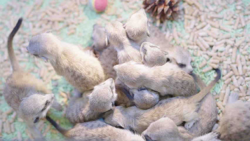 Group of adorable young meerkats huddling together and playing on a substrate of wood pellets and pine cones. Overhead view showing wildlife social behavior and companionship in a zoo setting.