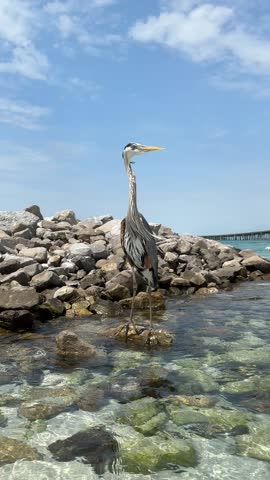 Great blue heron standing on the rocky jetties at Norriego Beach Point Destin, Florida 