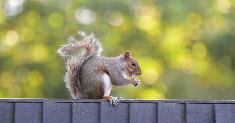 Eastern grey squirrel (Sciurus carolinensis) sitting on a garden fence and feeding on a monkey nut against a soft green bokeh background in the UK.