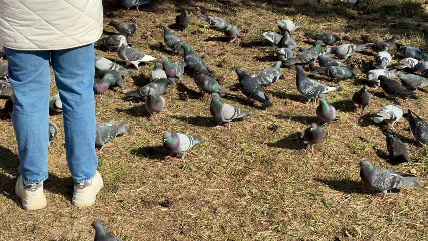Woman feeding pigeons in park spring, scattering grain across lea covered ground, flock gathers around feet of woman wearing jeans.