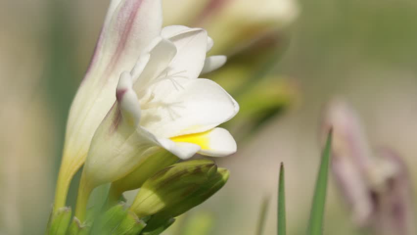 White freesia flowers close up in natural light France.