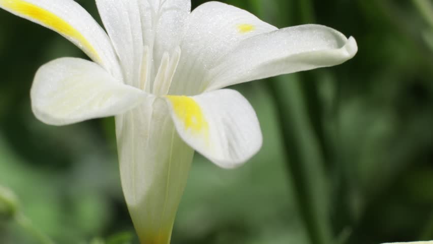 White freesia flowers close up in natural light France.