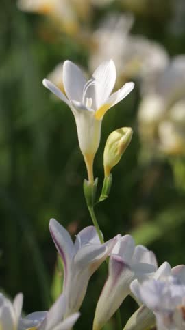 White freesia flowers close up in vertical 4K natural light France.