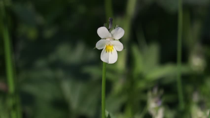 Wild field pansy flowers close up in natural light France.