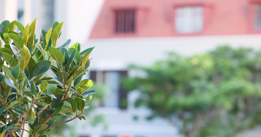 Shrub staying sharp in left front while pedestrians are entering frame walking on sidewalk to work. Plant, foliage, foreground, urban, streetscape, sunlit, calm