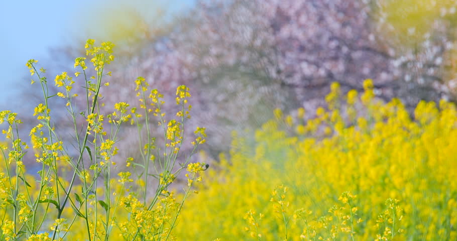 A beautiful scene of cherry blossoms in full bloom and rapeseed flowers, heralding the arrival of spring.
