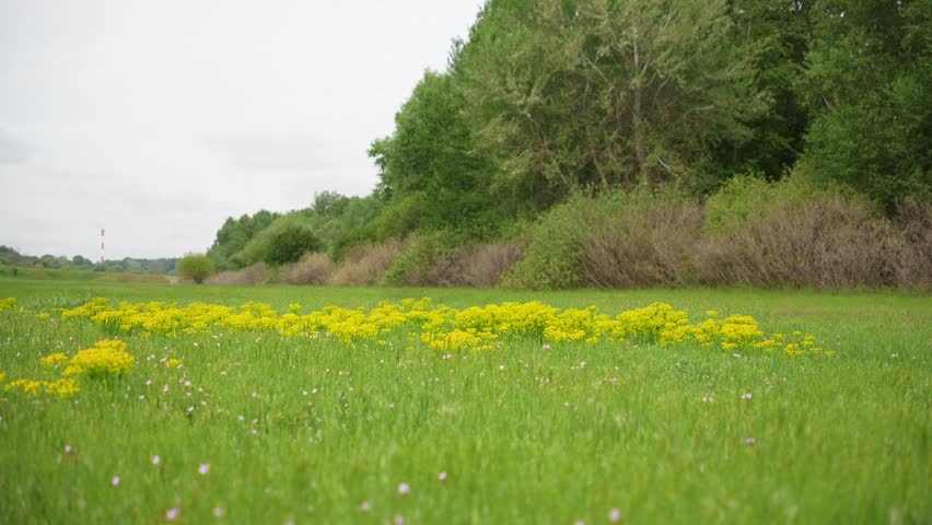 Yellow blooming cypress spurge flowers spread across wide green meadow near forest edge in soft daylight. Calm spring landscape shows wild flora and peaceful countryside nature