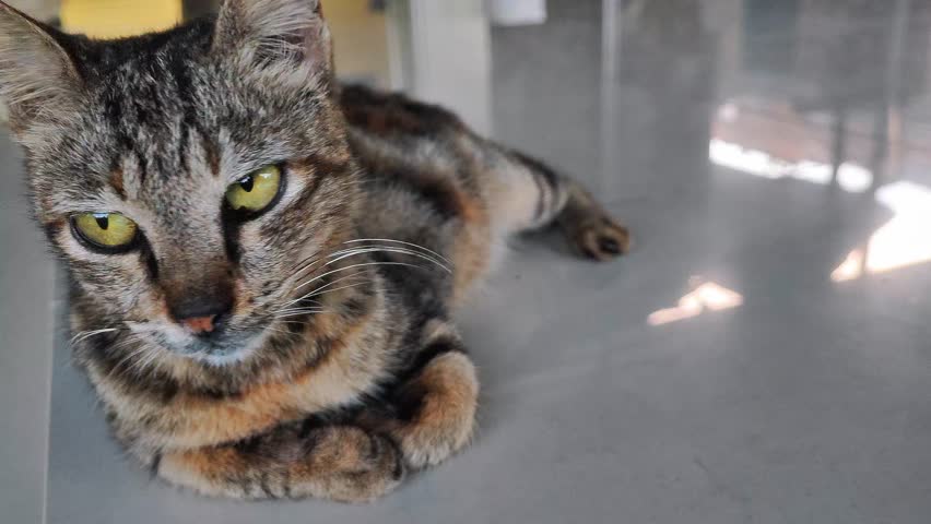 Close up of a domestic tabby cat with green eyes lying down and looking around