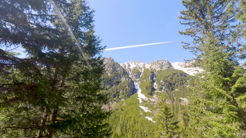 Beautiful view of a snowy mountain peak revealed while walking through a dense pine forest