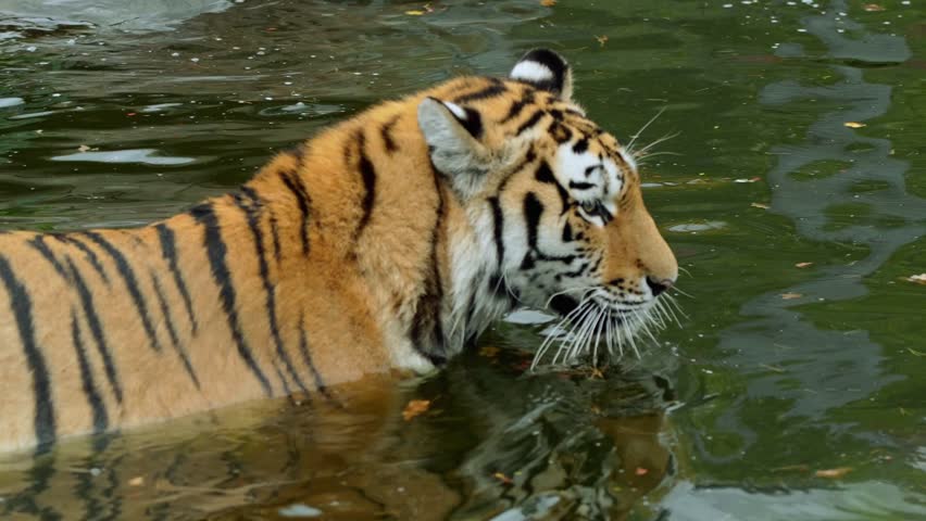 Tiger swimming in green water with paw outstretched and leaves floating around