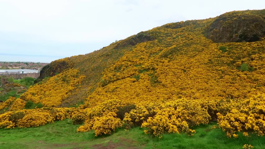 View of Gorse and Edinburgh from Holyrood Park