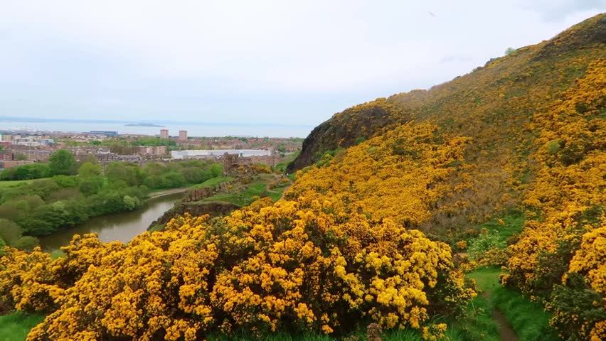 Panning shot of Gorse on Holyrood Park Edinburgh 
