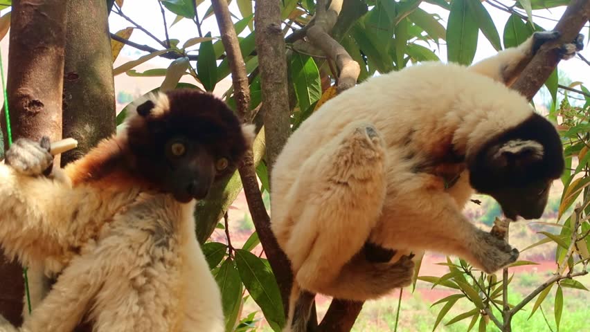 Coquerel