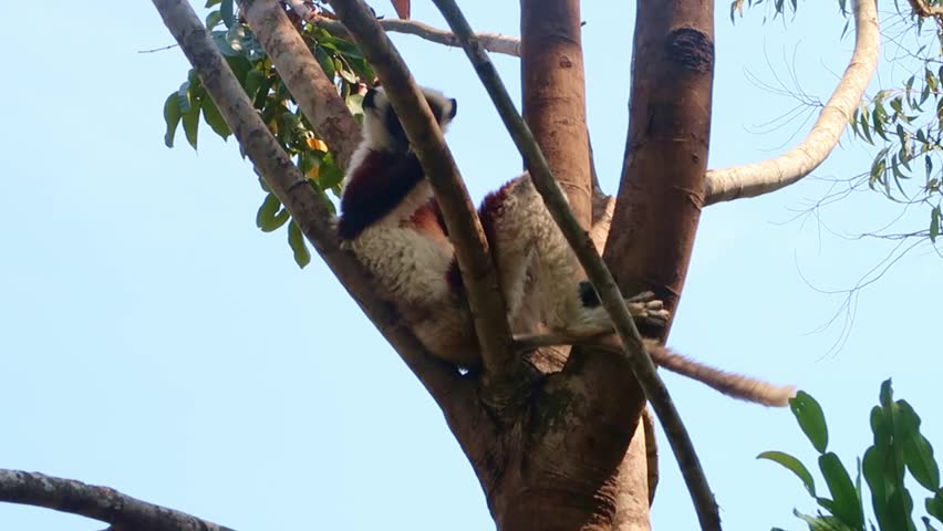 Coquerel