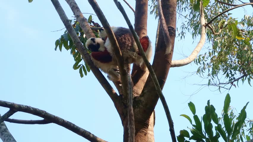 Coquerel