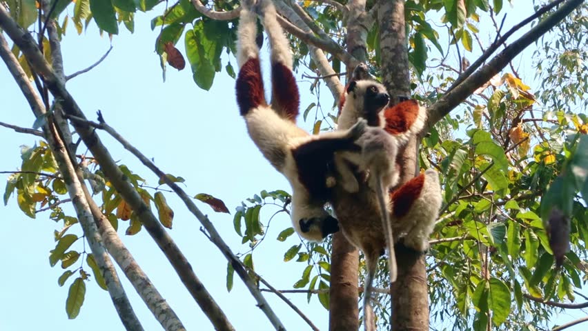 Coquerel