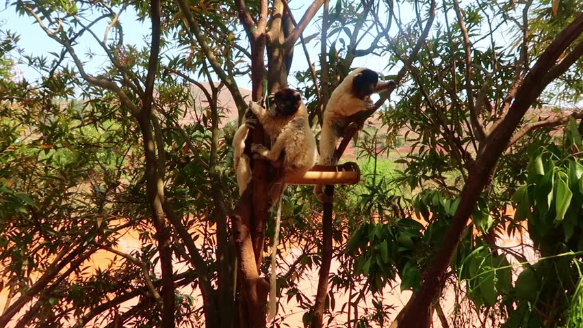Coquerel