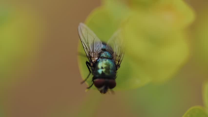 Close Up of Green Bottle Fly Hovering
