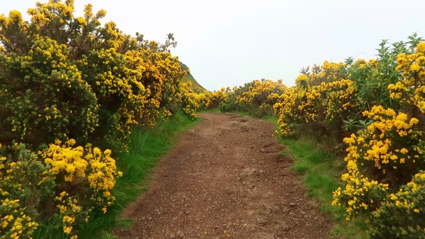 Walking through Gorse in Edinburgh towards Arthur