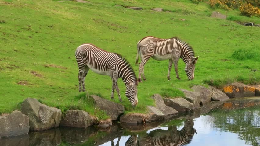 Grevys Zebras Grazing near water