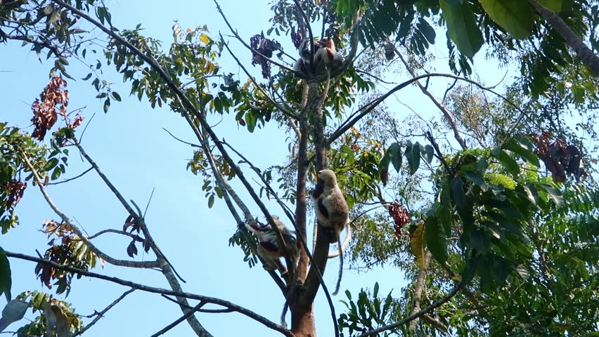 Coquerel