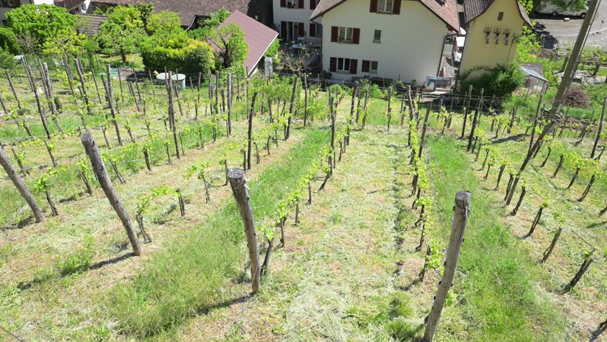 Spring hillside vineyard rows overlooking traditional houses near Lake Biel in Twann, Switzerland, under clear blue sky.