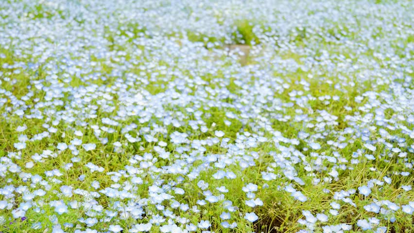 Vibrant blue flower field background with a smooth horizontal camera movement