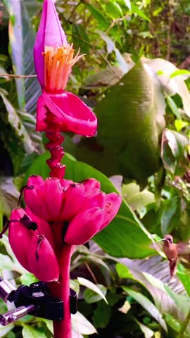 Hummingbird hovering and feeding on a pink banana flower