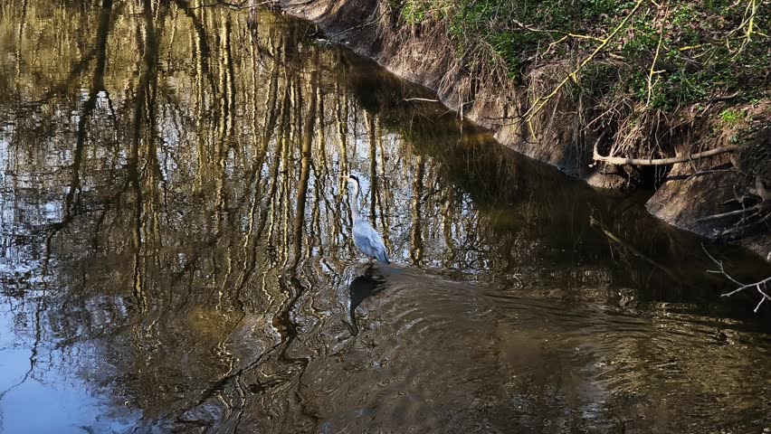 Majestic grey heron patiently hunting for prey in the shallow water of a stream. Beautiful reflections of trees ripple on the water