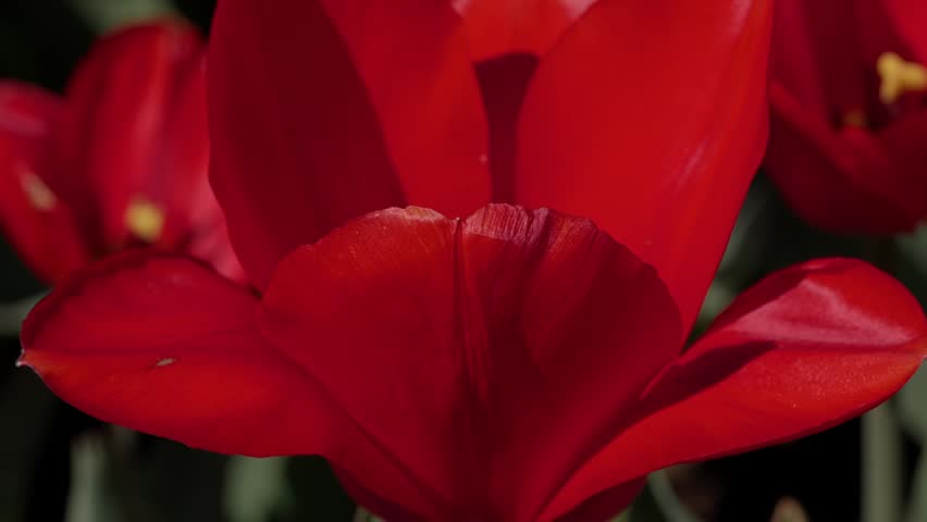 A bright red tulip flower in a close-up shot. The spring flower has fully opened its petals, forming an elegant cup-like shape. Detailed macro photography highlighting the plant