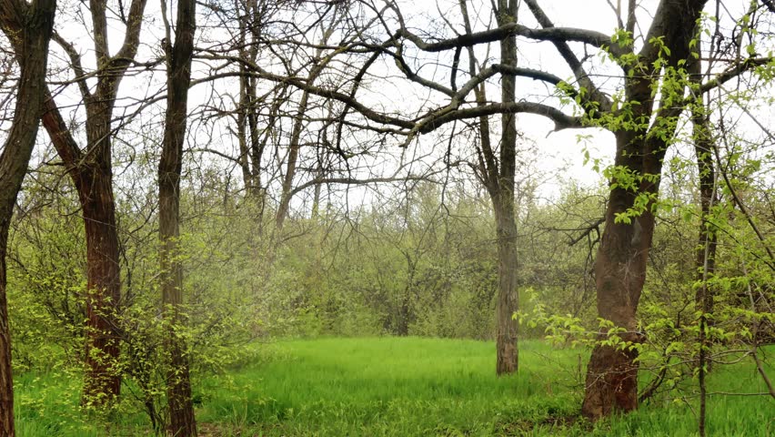 Young green foliage in spring forest park