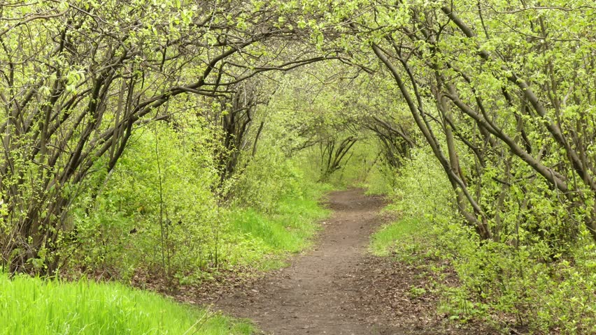 Young green foliage in spring forest park