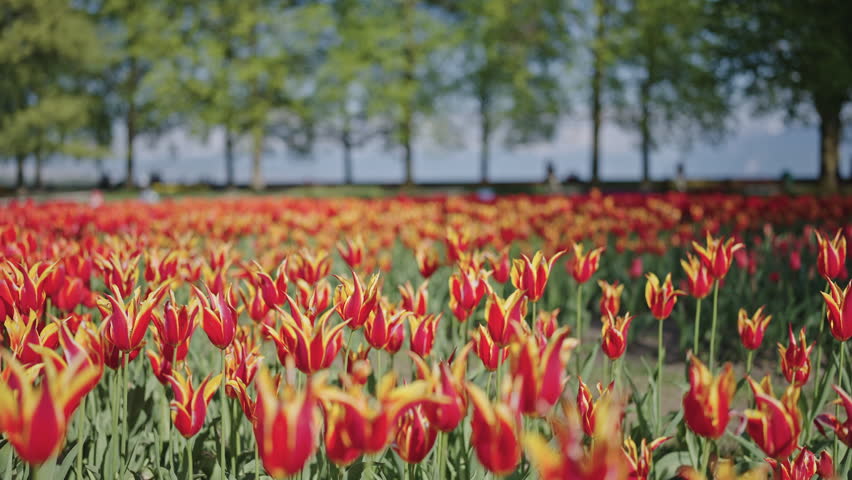 Red and yellow tulip field in spring park landscape.Filmed on April 21,2026. Morges,Switzerland.