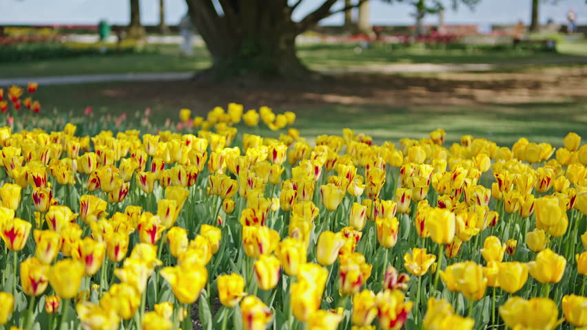 Yellow tulip field blooming in sunny spring park